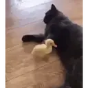 Pelekat