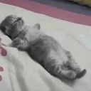 स्टिकर