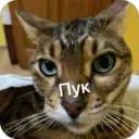 Стикер