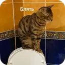 Стикер
