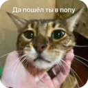 Стикер