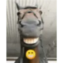Límmiði