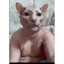 Ngjitës
