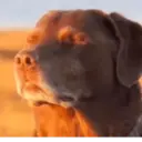 Çıkartma
