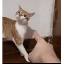 Çıkartma