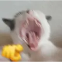 מדבקה