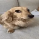 ملصق