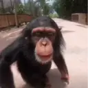 اسٹیکر