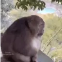 اسٹیکر