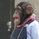 اسٹیکر