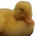 מדבקה