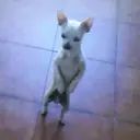 Figurinha