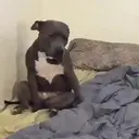 Figurinha