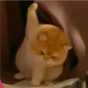Կպչուն պիտակ