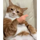 Çıkartma
