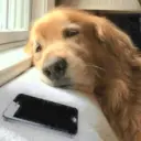 ملصق