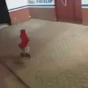 ملصق