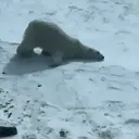 ملصق