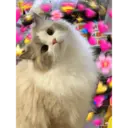 ملصق