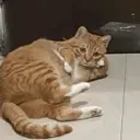Çıkartma