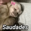 Figurinha