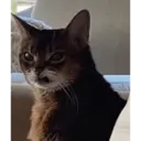 Figurinha
