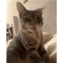 Figurinha