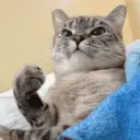 Figurinha