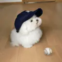 ملصق