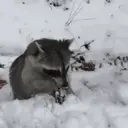 Çıkartma