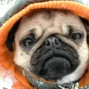Figurinha
