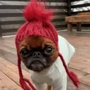 Figurinha