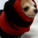 Figurinha