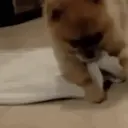Figurinha