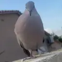 Ngjitës