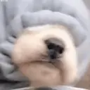 ملصق