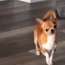 ملصق