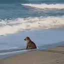 ملصق