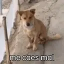 ملصق