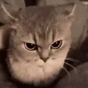 ملصق