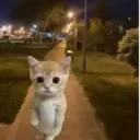 ملصق