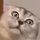 स्टिकर