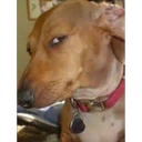 Stika