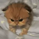 ملصق