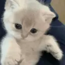 ملصق