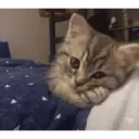 ملصق