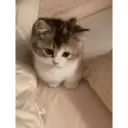 ملصق