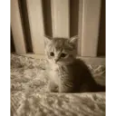ملصق