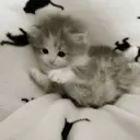 ملصق