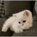 ملصق